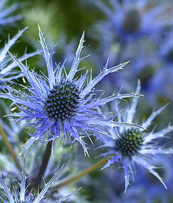 Vivaces ERYNGIUM BOURGATTI PEN BLUE
