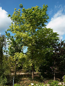 1178-acer-negundo-arbre