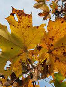 1184-acer-platanoides-automne