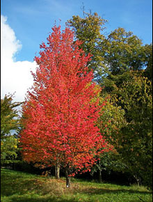 1205-Acer_rubrum_by-Willow