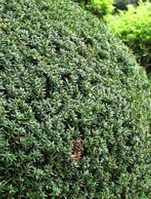 157-taxus-baccata