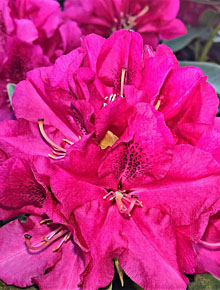 2536-rhododendron-americana-