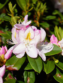 2546-rhododendron-gomerwaterer