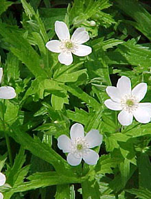 2844-anemone-canadensis