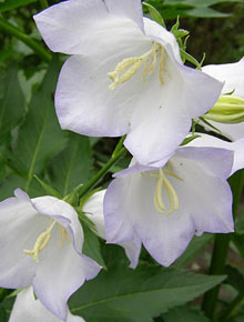 2918-campanula-persicifolia-alba