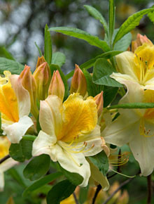 295-Rhododendron_Knap_Anneke