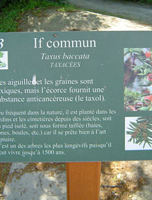 4443-taxus-baccata