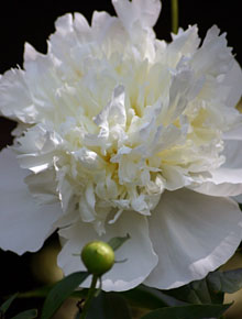 4612-hibiscus-white-chiffon