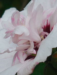 4614-hibiscus-speciosus