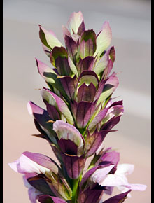4783-Acanthus-morning-candle