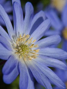 4801-anemone-blue-shade