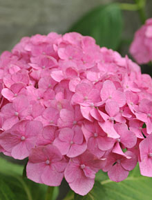 4981-hydrangea-you-me-expression