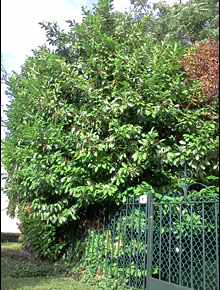 5170-prunus-laur-rotundifolia