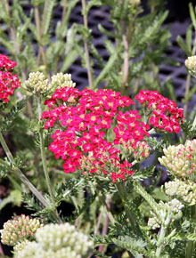 5460-achillea-millefolium-red-beauty