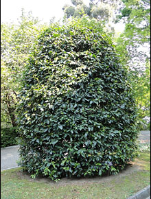 5705-prunus-lusitanica-angustifolia