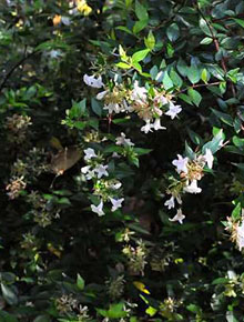5965-abelia-grandiflora-francis-mason