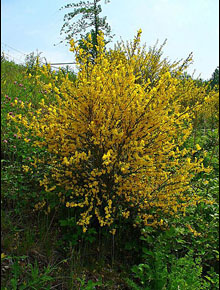 6448-Cytisus_scoparius_by-H.-Zell