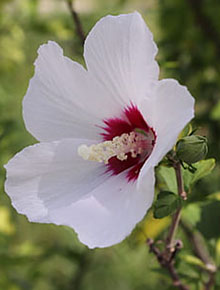 6730-Hibiscus-red-heart