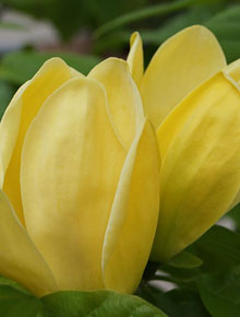 6977-magnolia-brooklynensis-yellow-bird
