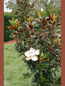 720-magnolia-grandiflora-gallisoniensis