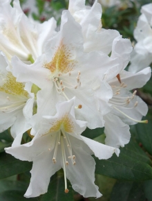 7479-rhododendron-(aj)-mary-helen