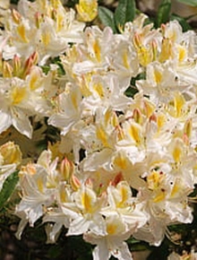 7483-rhododendron-(ap)-daviesii