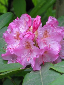 7486-rhododendron-(y)-carol.-allbrook