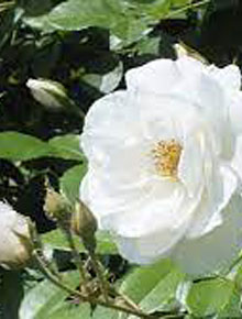 7580-rosa-flower-carpet-schneeflocke