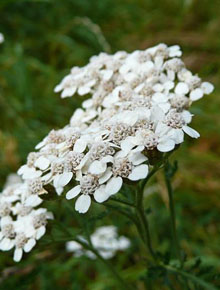 8026-achillea-millefolium-white-beauty