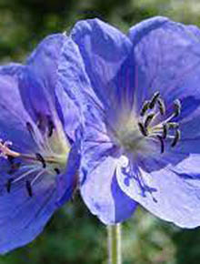 8171-geranium-clarkei-kashmir-blue