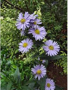 8519_aster_laevis