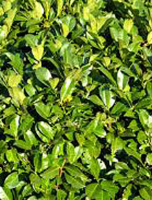 865-prunus-laur-rotundifolia