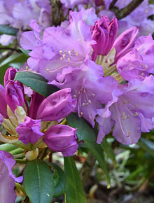 893-rhododendron-gristede