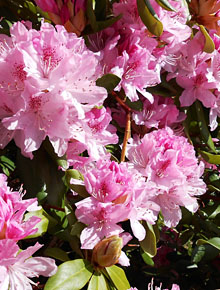 896-rhododendrons-albert-schweitzer
