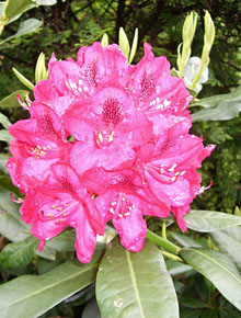 910-rhododendron-germania-