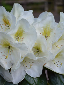 916-rhododendron-hybride-madame-masson
