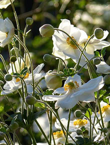 9161-anemone-hybrida-js-cloudy-abundance