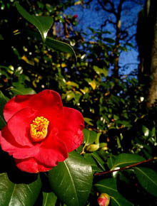 9267-camellia-japonica-dr-king